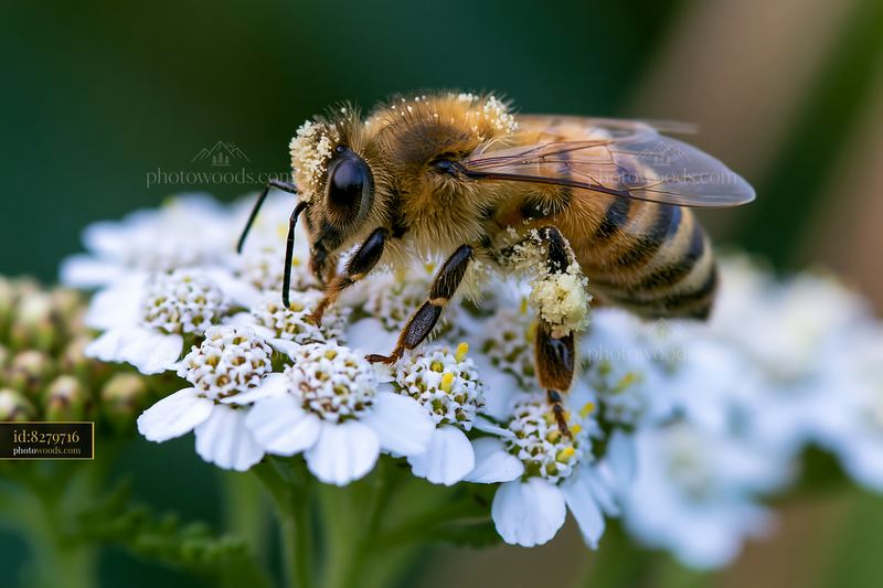 Bees collect pollen from white flowers on a sunny day