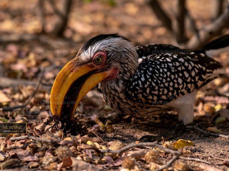 Hornbill foraging on the forest floor in dry woodland