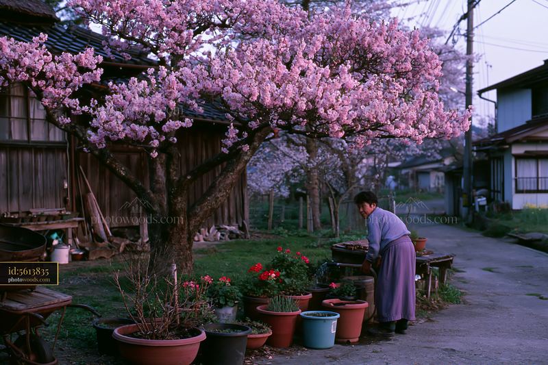 Blooming cherry trees and woman tending garden in Japanese village