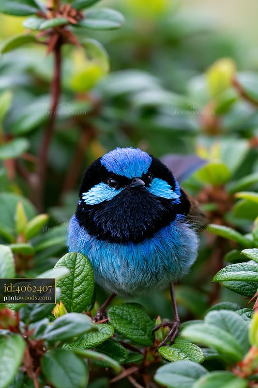 Blue and black bird perched among green leaves