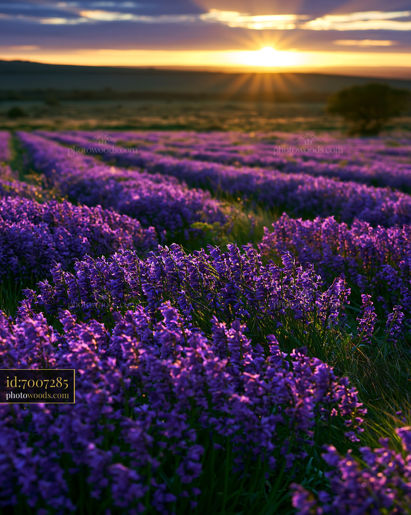 Bluebell Fields Blooming at Sunset in a Vibrant Landscape