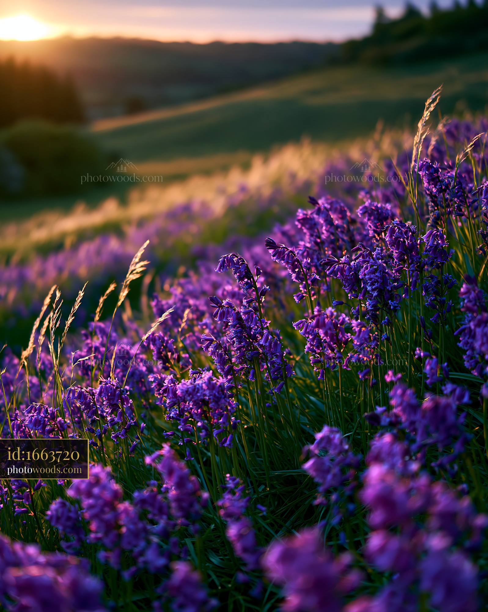 Bluebell Wildflowers Blooming at Golden Hour in a Meadow