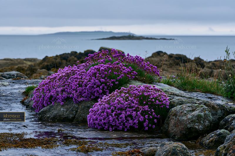 Rocky island with sea lavender near the shore