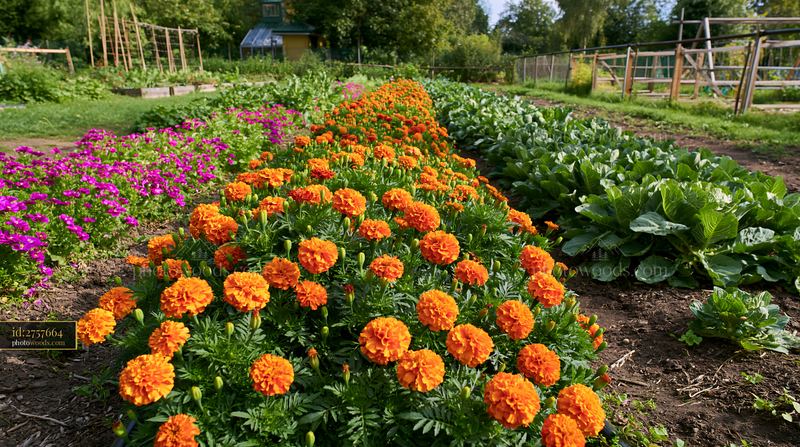 Marigold flower bed with colorful blooms in a garden setting