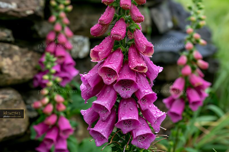 Foxglove flowers blooming by a stone cottage in the countryside