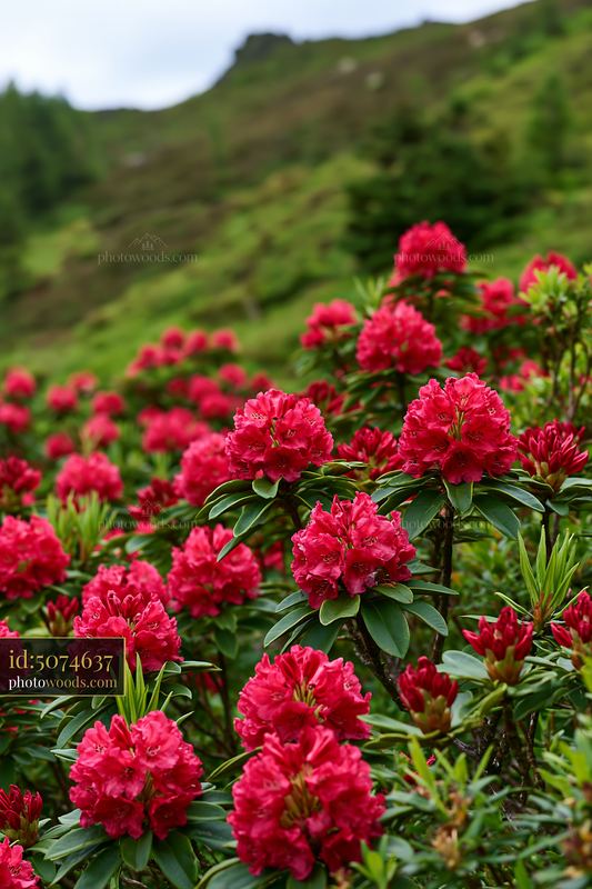 Rhododendron blooming hillside with vibrant flowers and greenery