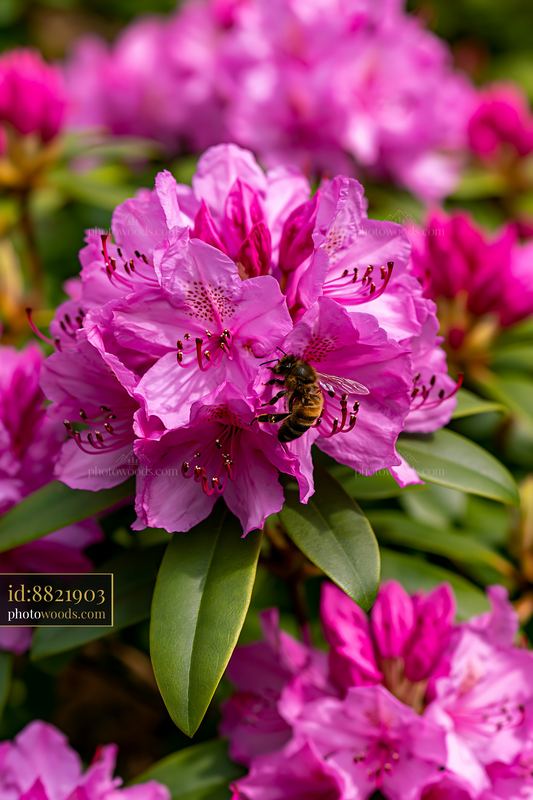 Vibrant rhododendron blooming hillside in spring