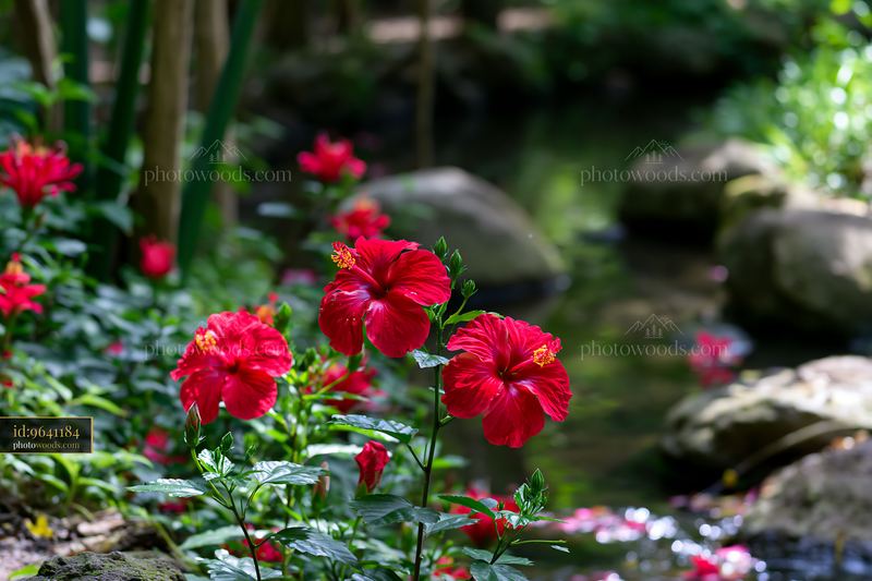 Vibrant flowers along a stream with empty copy space