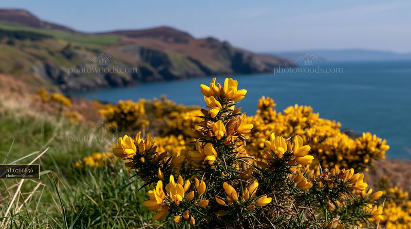 Close-up flowers against island coastline in daytime
