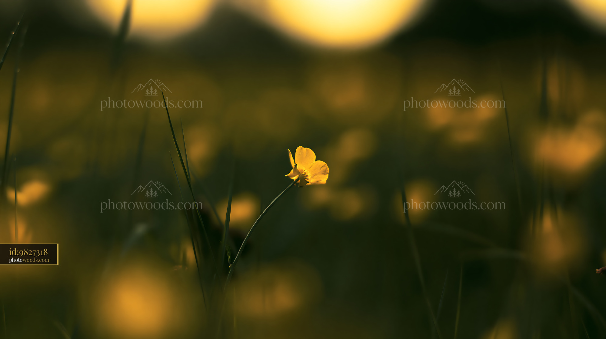 Buttercup Wildflower Blooming in Meadow During Golden Hour