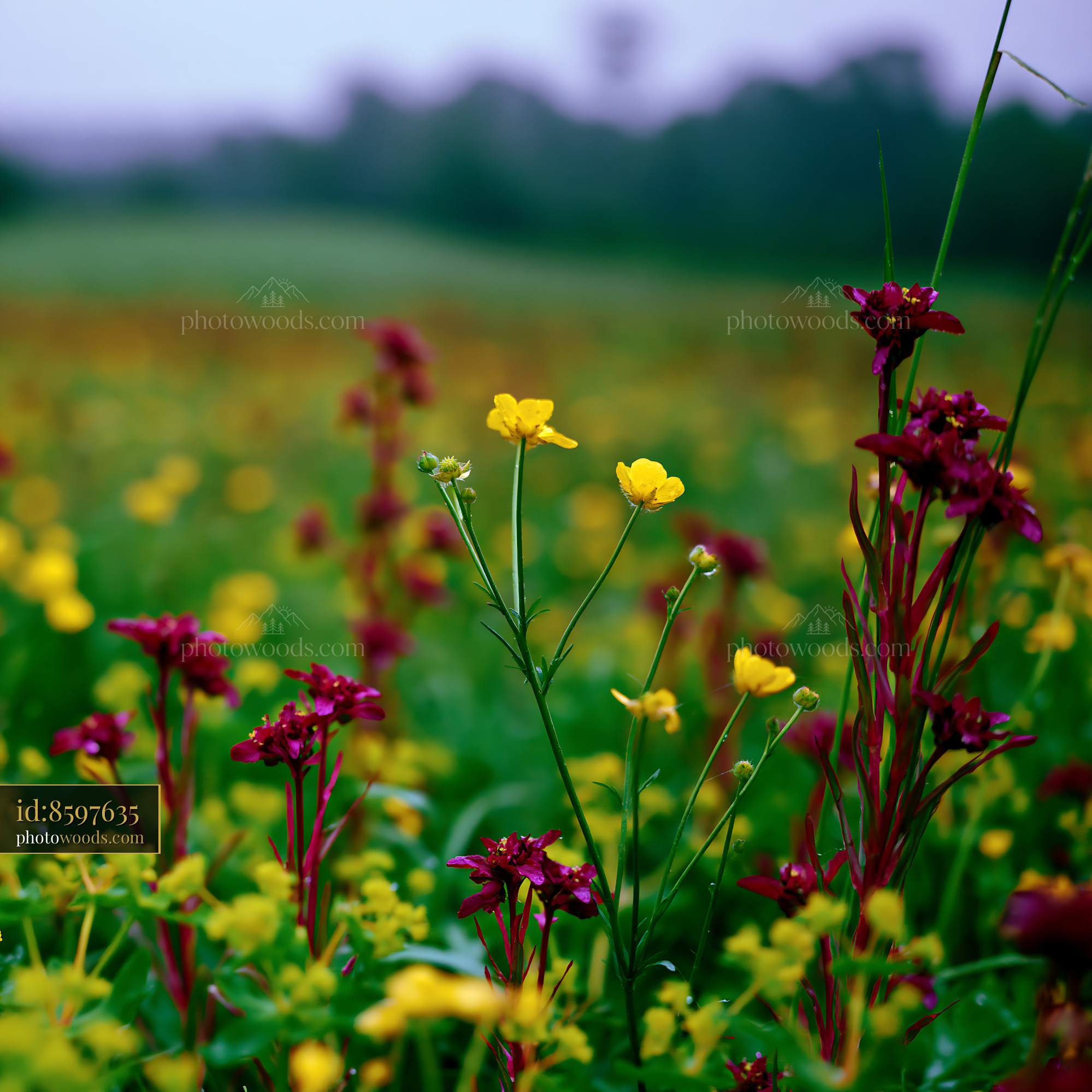 Buttercup Wildflowers Blooming in a Meadow