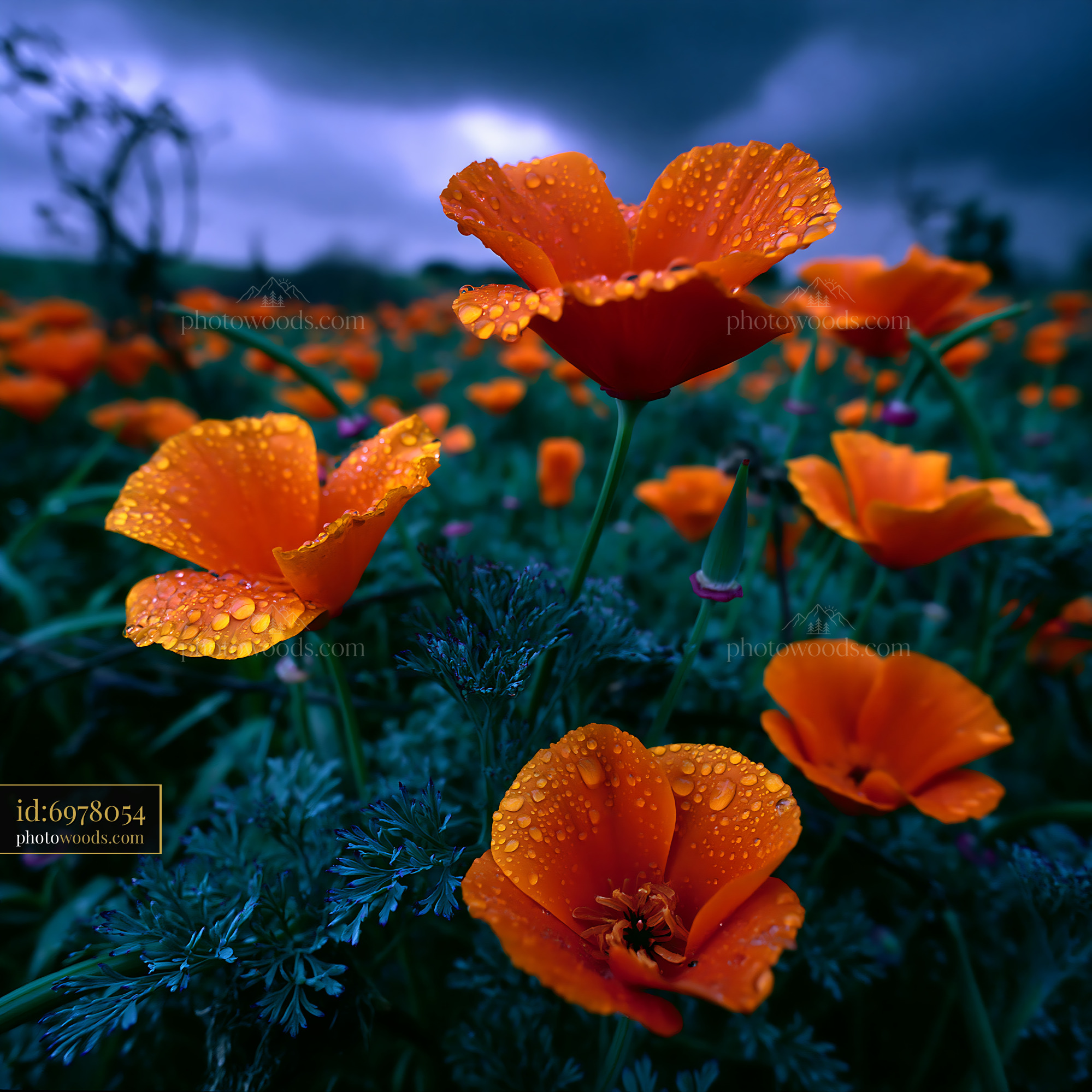 California Poppy Blooming in a Meadow With Rain Droplets