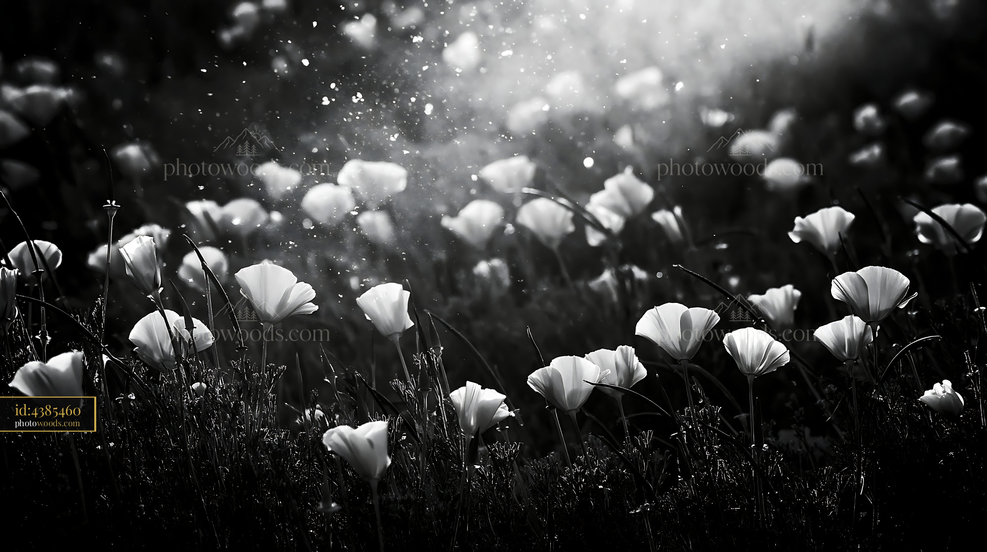 California Poppy Blooms in a Meadow During Springtime