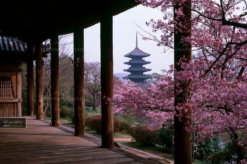 Cherry blossom branches framing a Japanese pagoda in spring