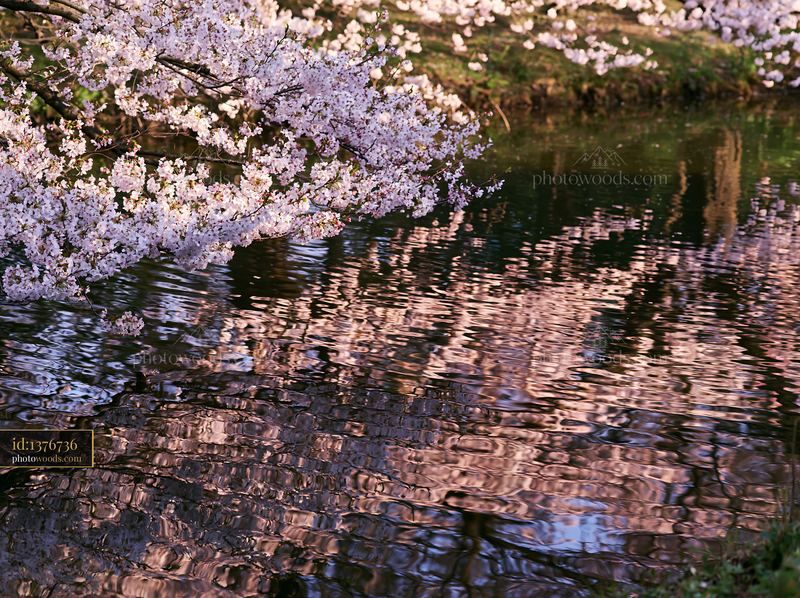 Cherry blossoms reflected in a Japanese pond during springtime