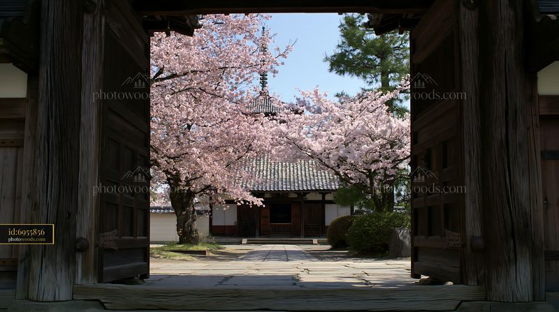 Cherry blossoms viewed through a temple gate in spring