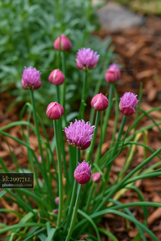 Chive flowers bloom in a vibrant herb garden bed
