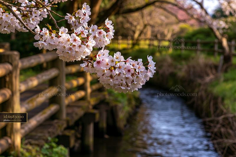 Close-up of cherry blossoms with Mount Fuji in the background