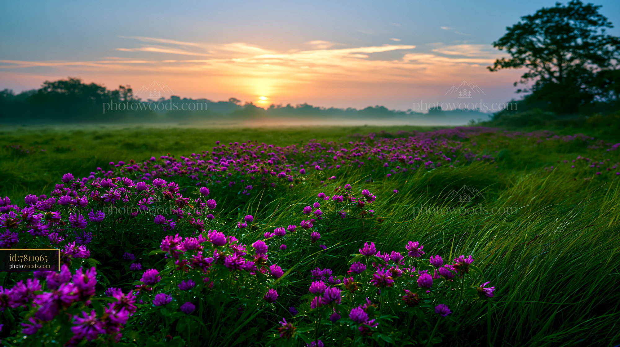 Clover Blooming in a Meadow at Sunrise