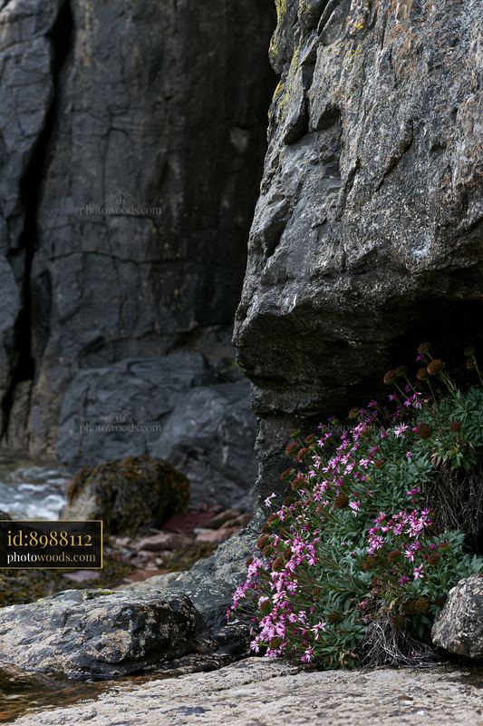 Coastal flowers blooming near rocky tidal pools