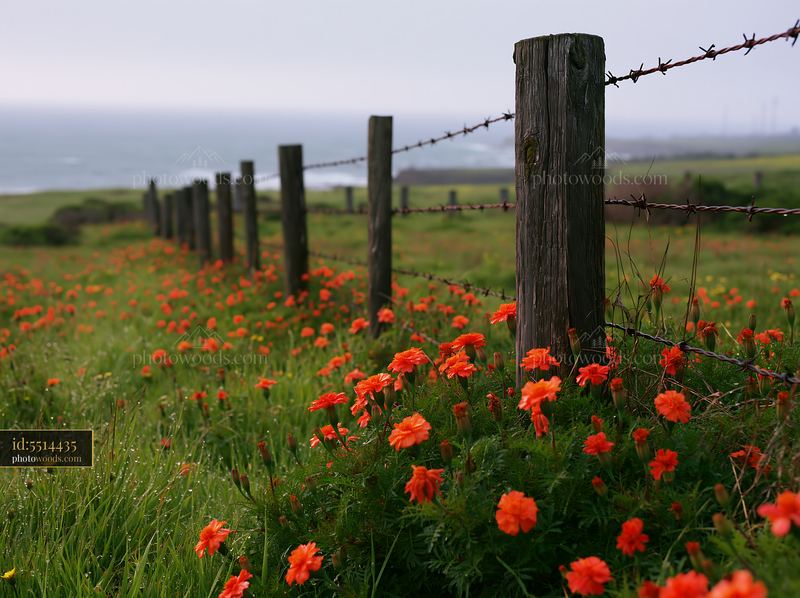 Island with colorful flowers and a barbed wire fence