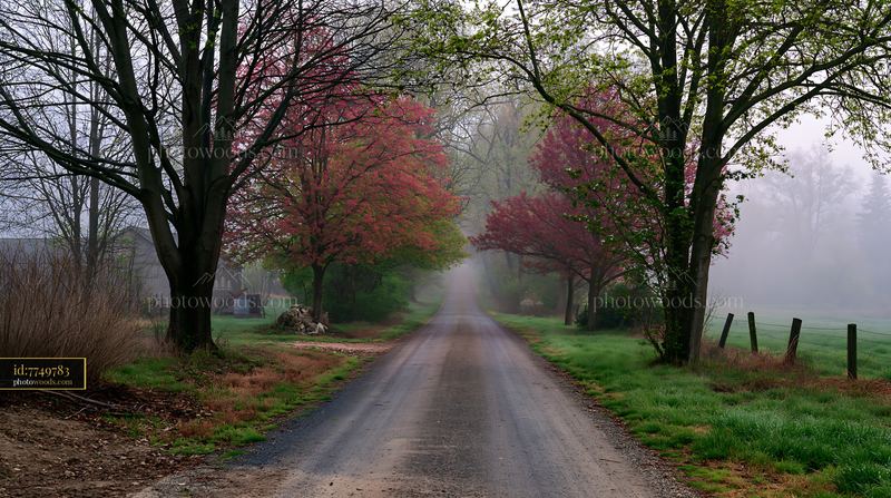 Colorful spring trees line a misty country road
