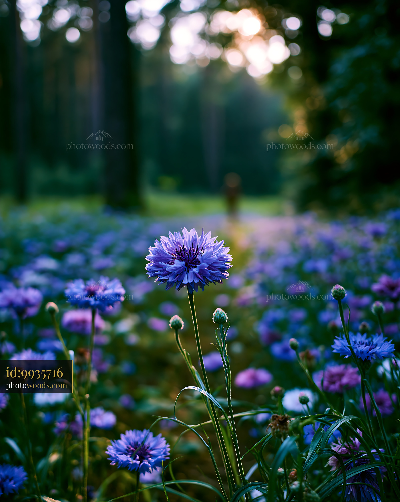 Cornflower Blooming in Meadow During Golden Hour
