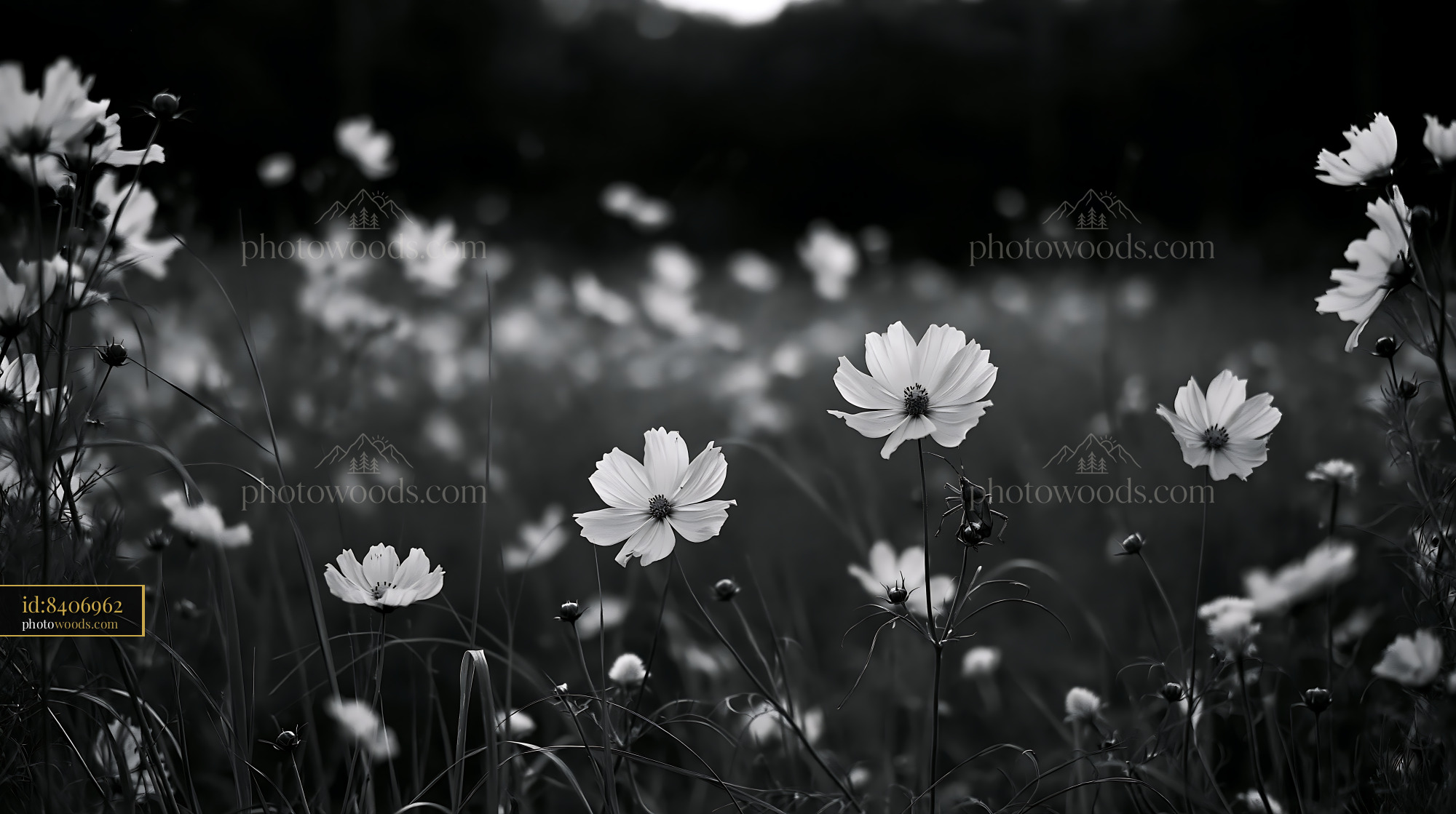 Cosmos Flowers Blooming in a Meadow During Golden Hour