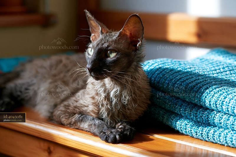 Lykoi cat portrait resting in warm sunlight