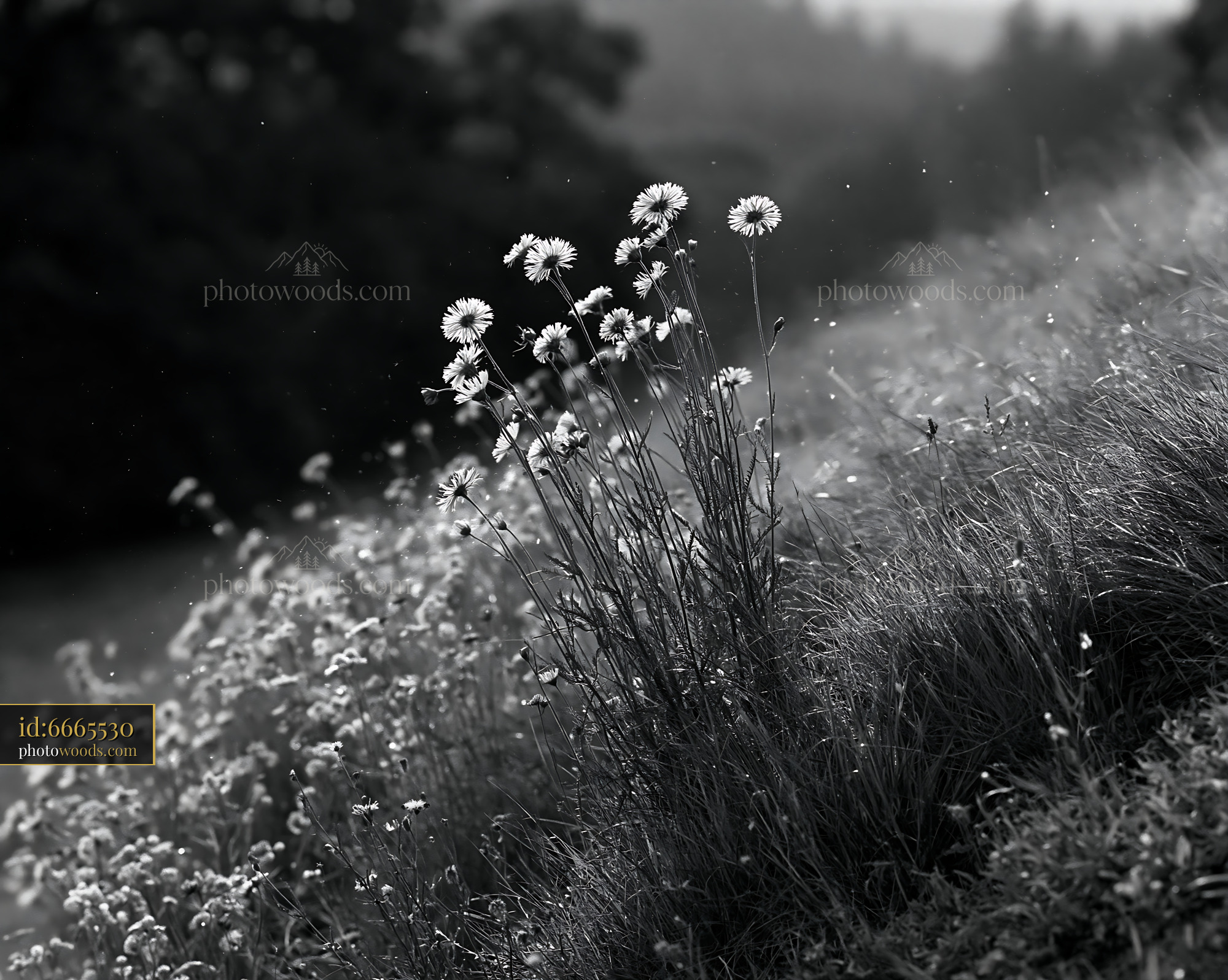 Daisies Blooming on a Hillside in a Meadow During Springtime