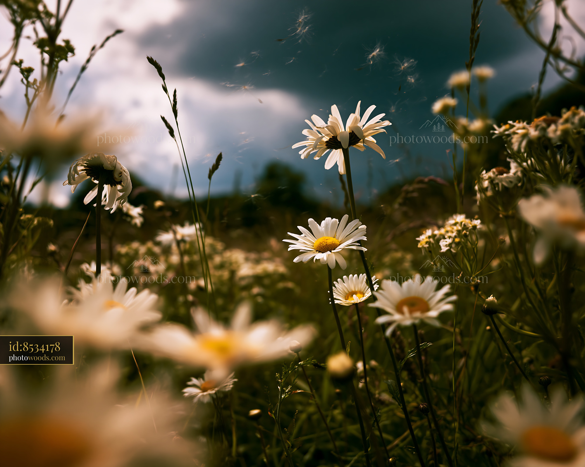 Daisy Field in an Alpine Meadow Under Cloudy Sky