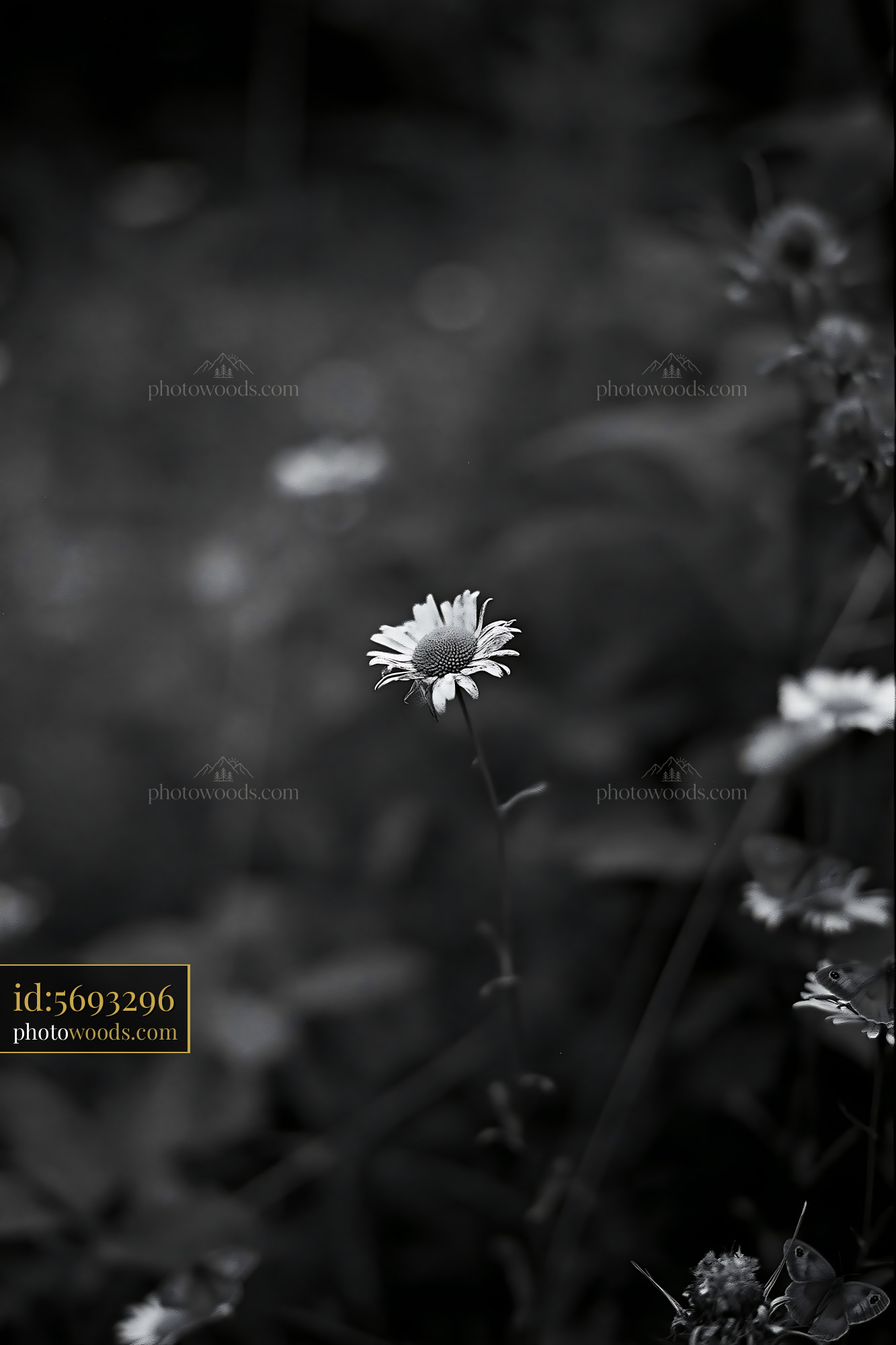 Daisy Flower in Meadow During Spring Season