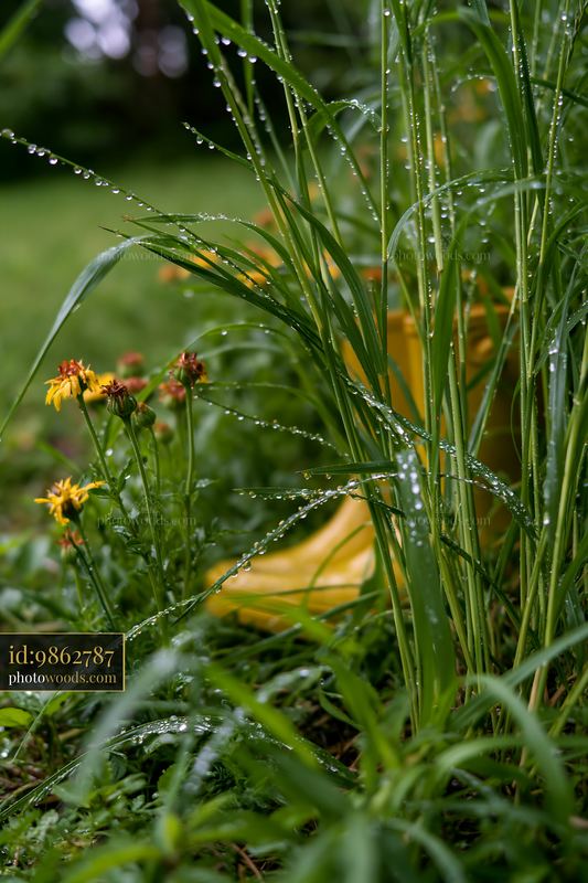 Dew-covered meadow grass next to yellow rubber boots