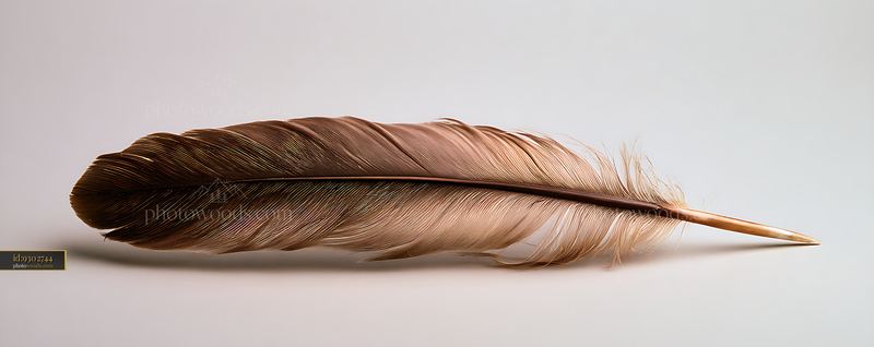 Feather Resting on a Clean Neutral Surface