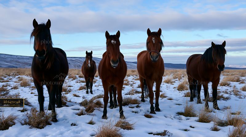 Wild horses walk through snowy meadow on winter day