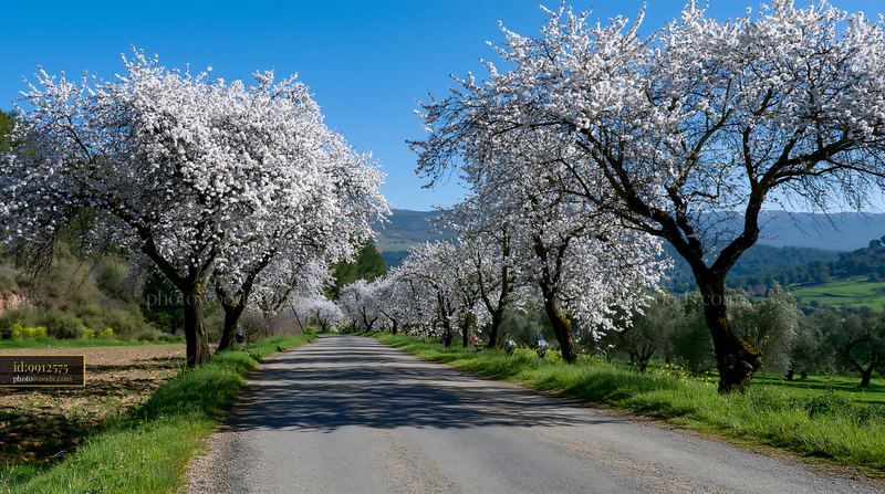 Almond blossoms lining a rural road in a mountain landscape