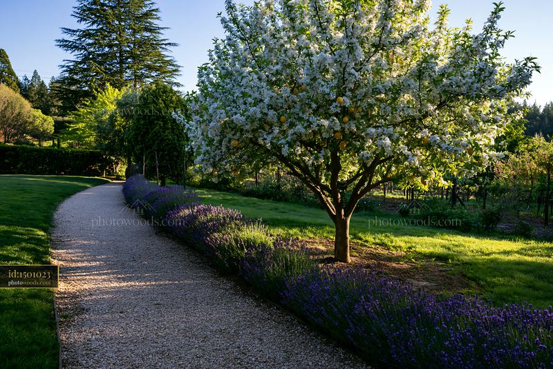 Lemon tree blossoms in sunlight beside a garden path