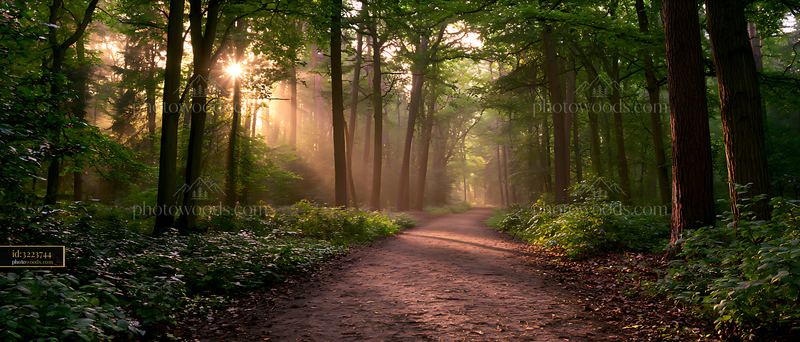Forest Path With Sunlight Filtering Through Trees in Autumn