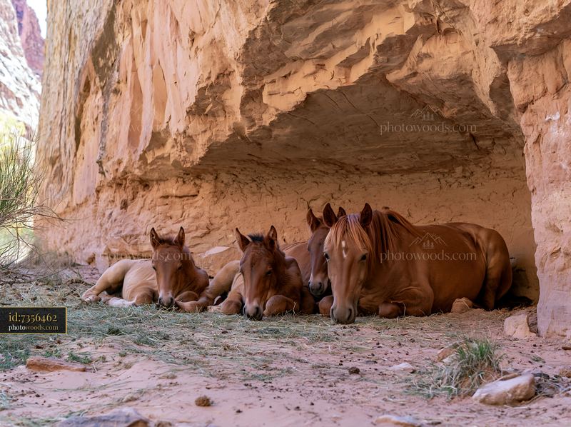 Wild horses resting near canyon cliffs under a rock overhang