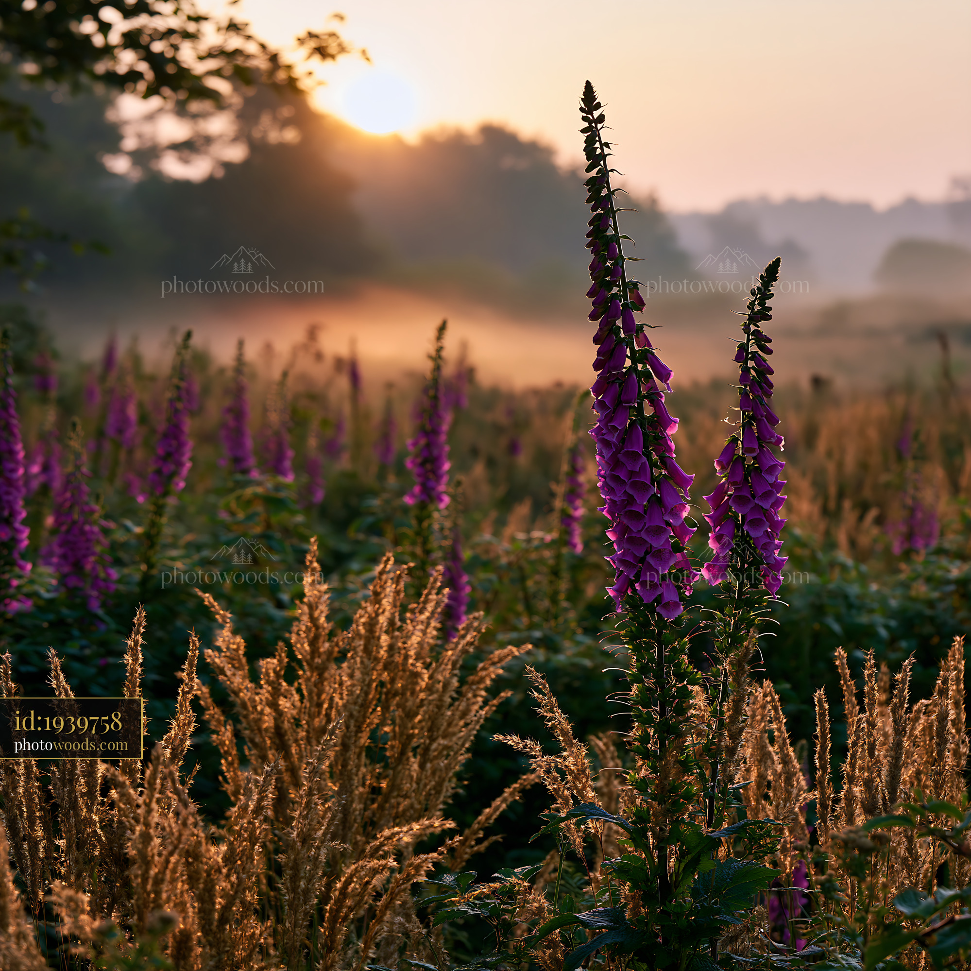 Foxglove Blooming at Sunrise in a Meadow With Golden Grass