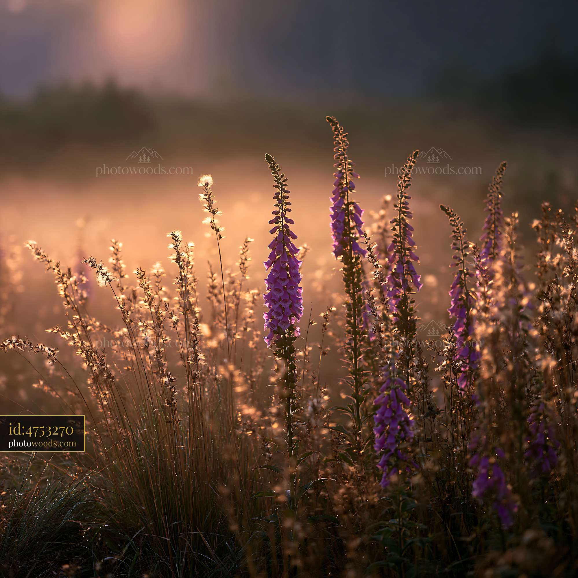 Foxglove Blooming in a Meadow at Golden Hour