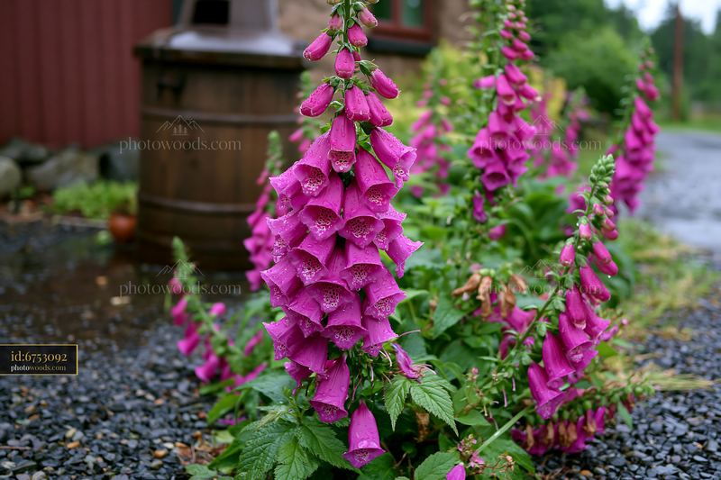 Foxglove flowers grow near a rustic cottage