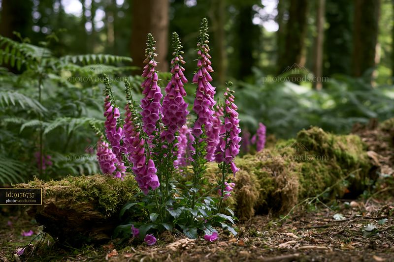 Foxglove flowers bloom in a woodland clearing