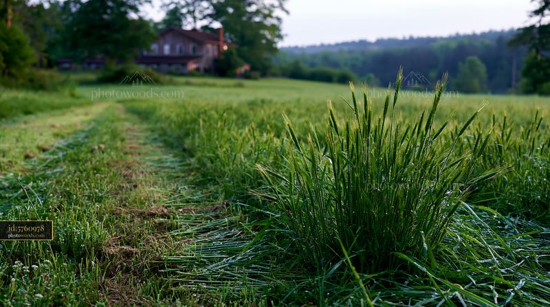 Meadow recovering after mowing near a rural house