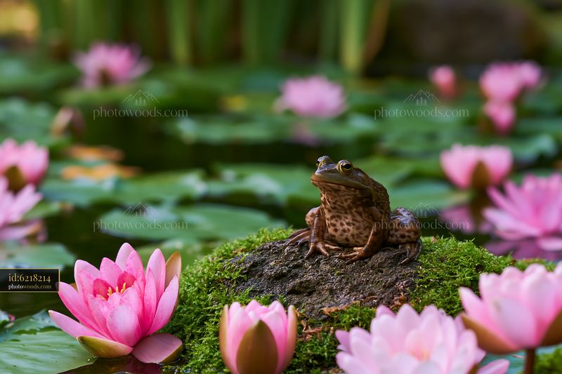 Frog on Mossy Stone Among Pink Water Lilies