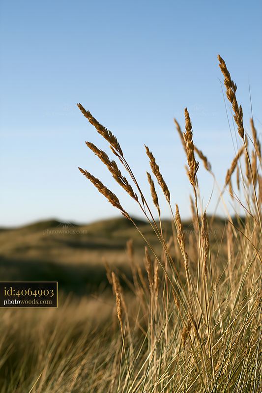 Golden dune grasses beneath a clear blue sky