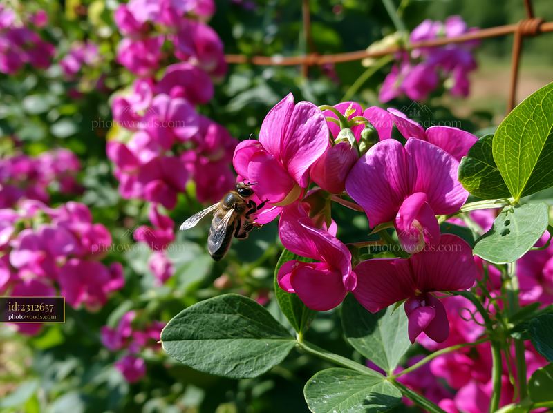 Honey Bee on Pink Sweet Pea Flowers in a Garden