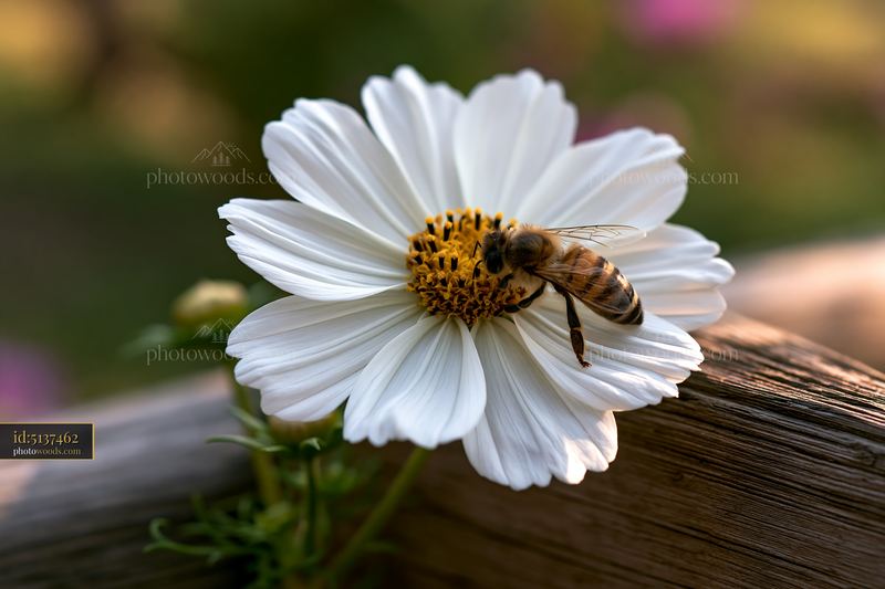 Honey bee searching the center of a white flower