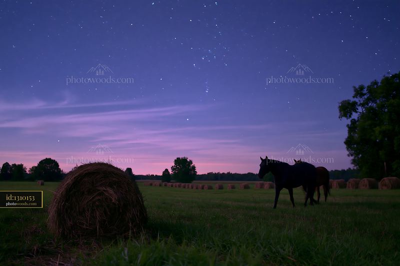 Horses crossing a field beneath a starry night sky
