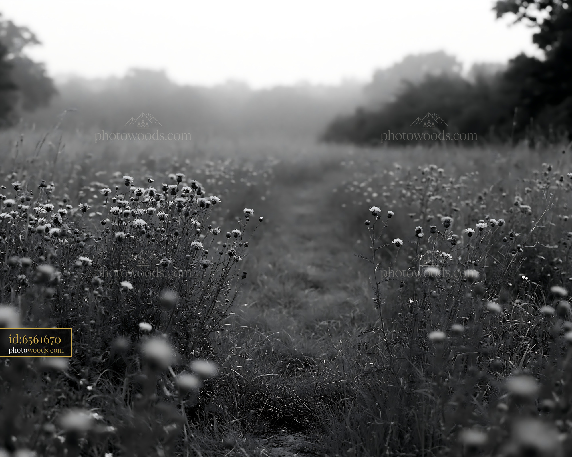 Knapweed Flowers and Grass Along a Misty Meadow Path in Spring
